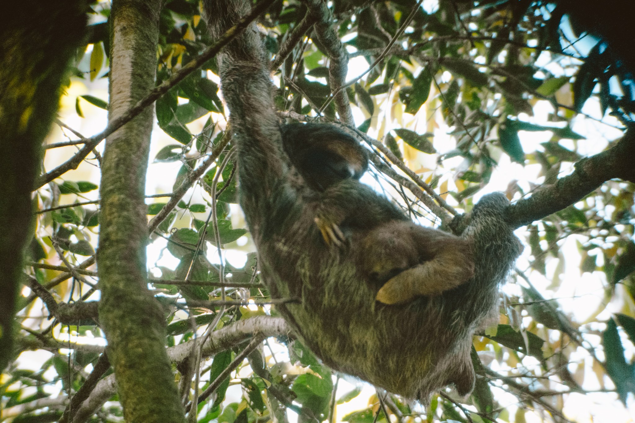 sloth spotting in La Fortuna, Costa Rica