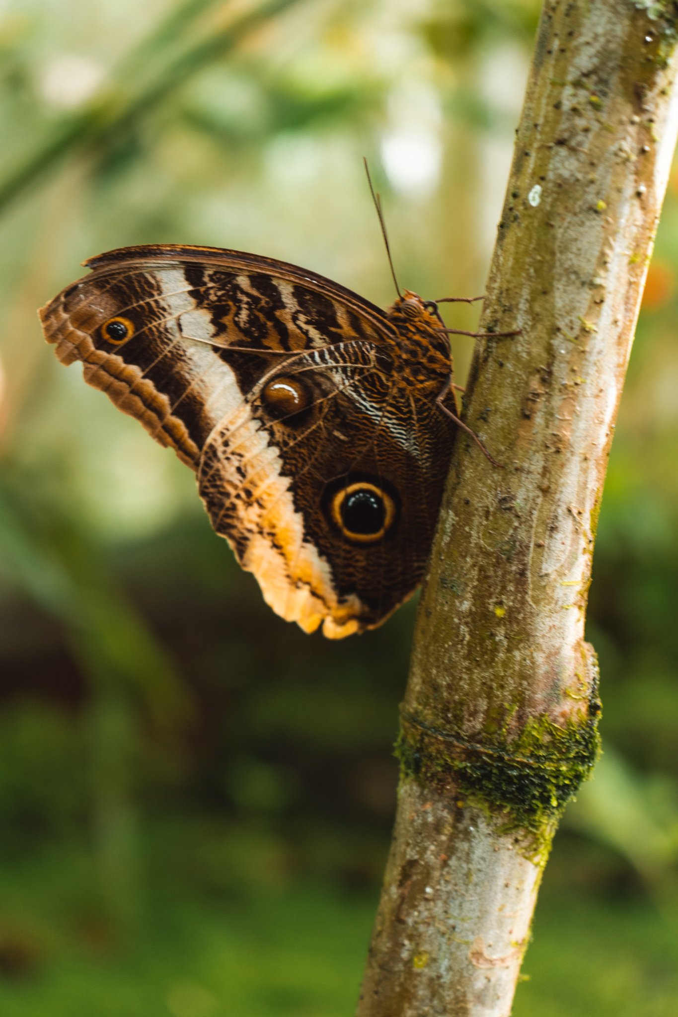 wildlife in La Fortuna, Costa Rica