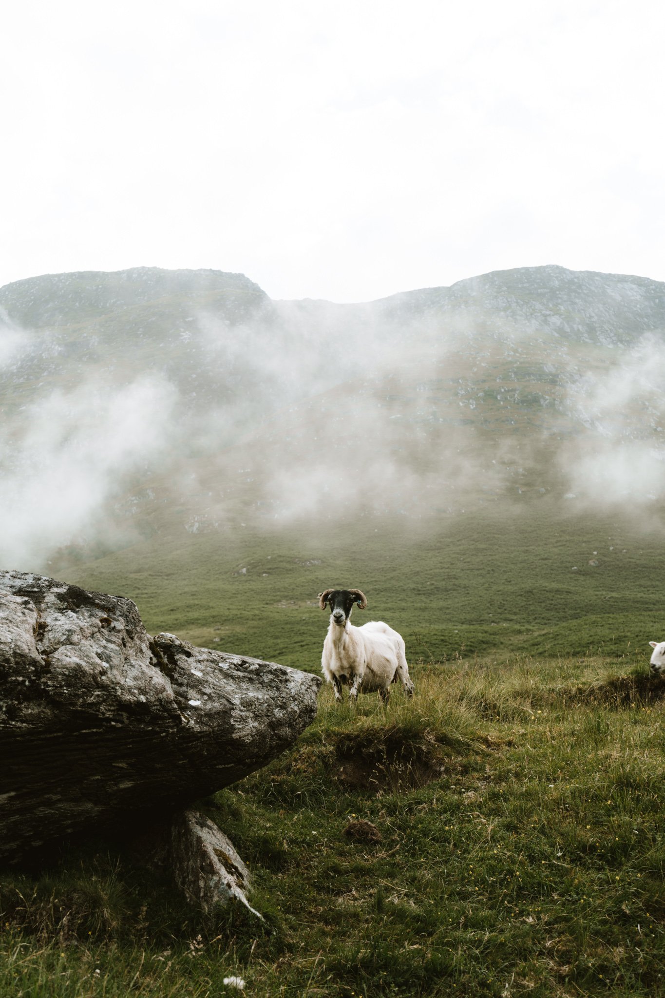 A sheep on the hills of Ben Nevis