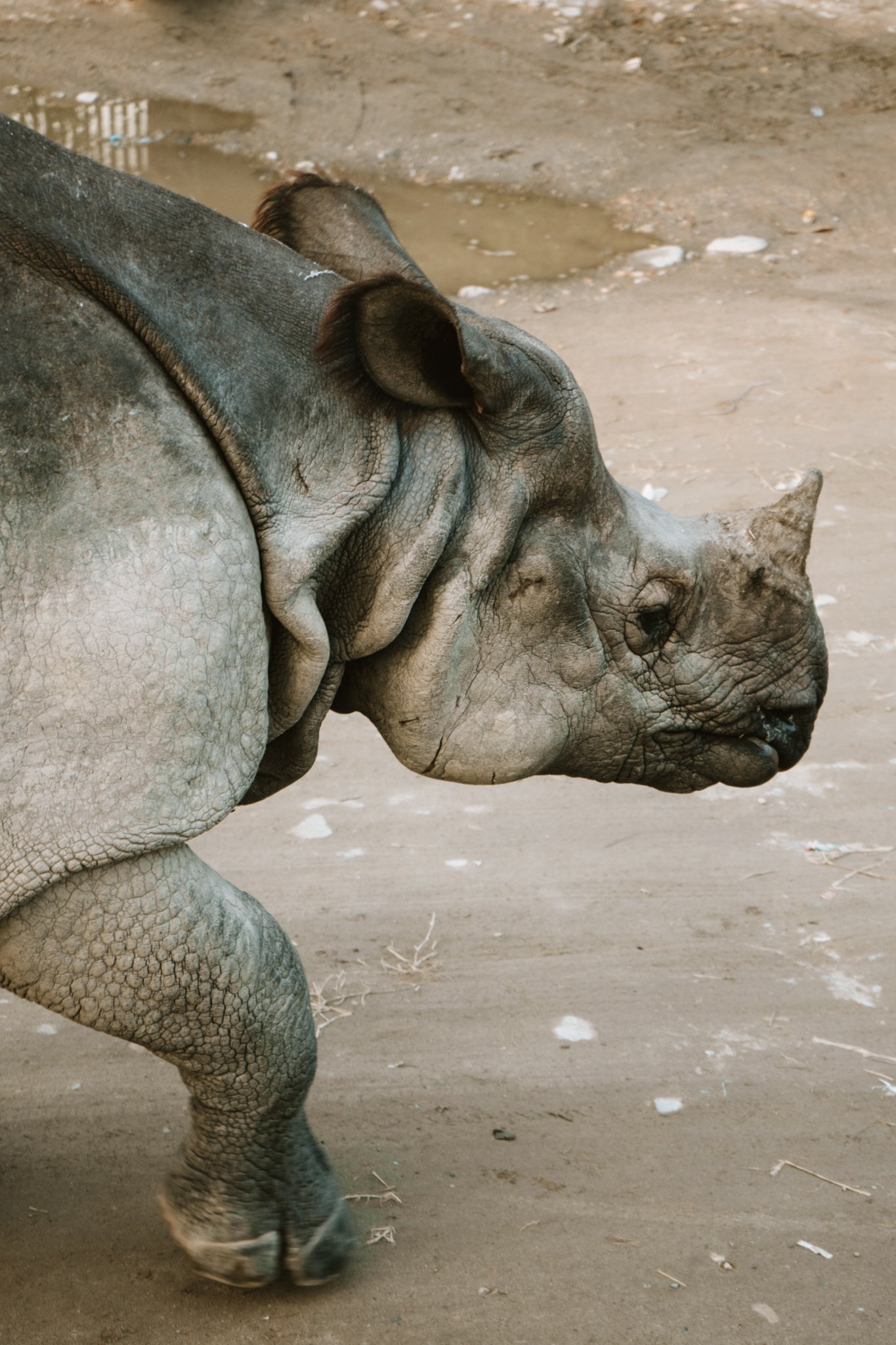 rhinos in Chitwan, Nepal