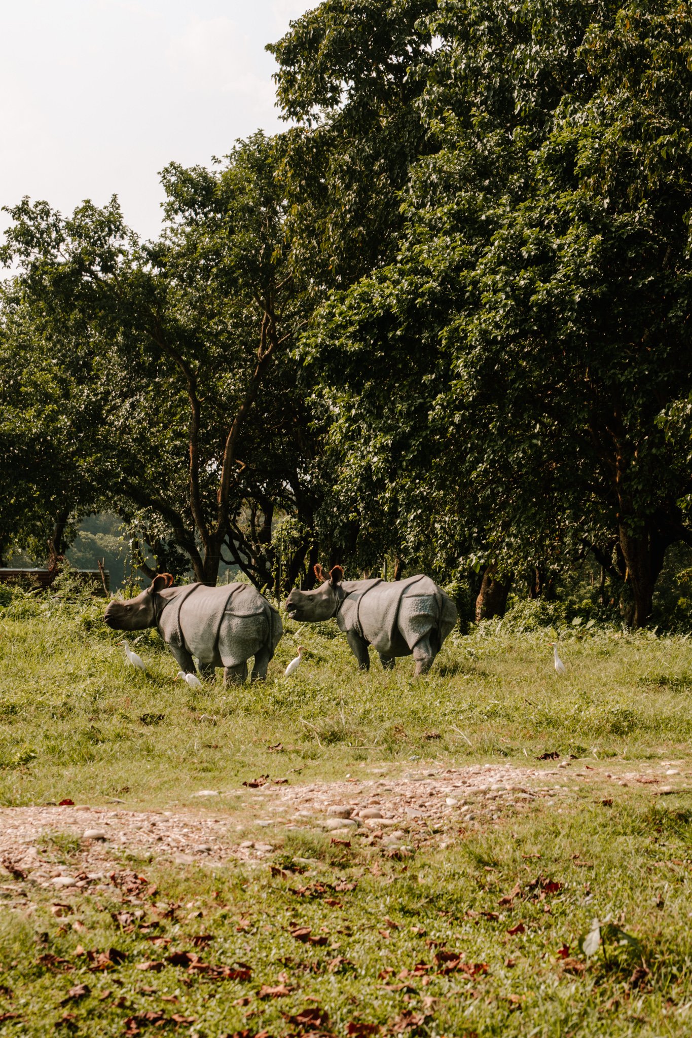 rhinos sighted in Chitwan, Nepal