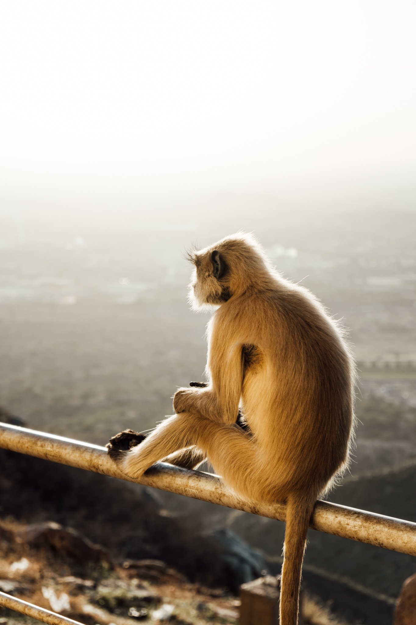 monkey in Pushkar