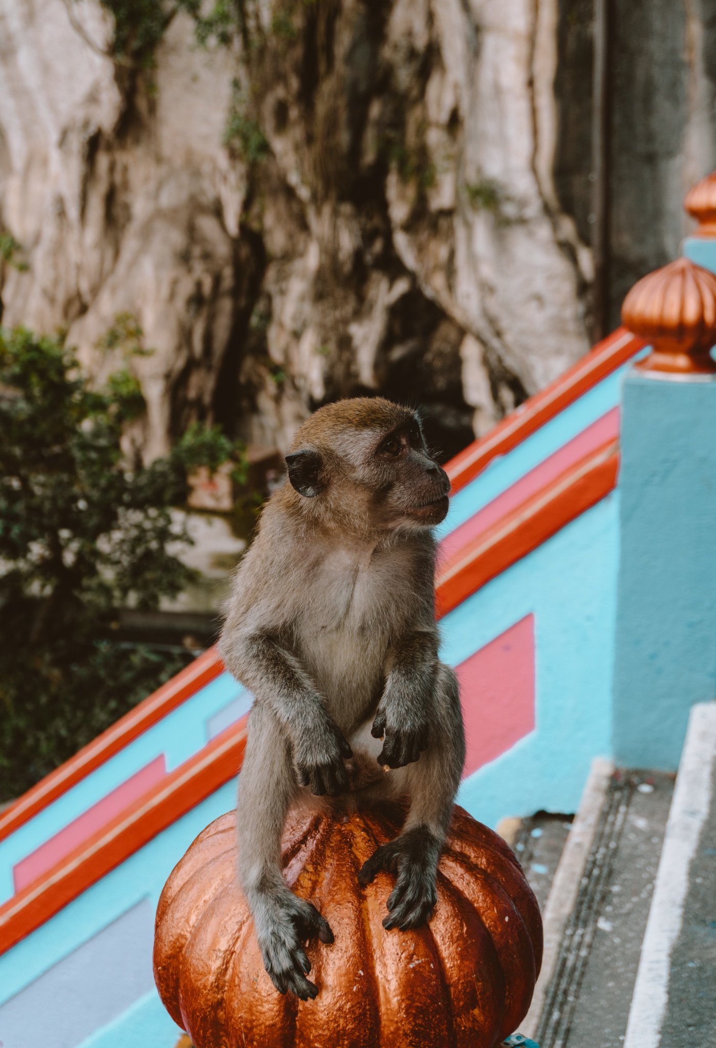 a monkey at Batu Caves, Kuala Lumpur