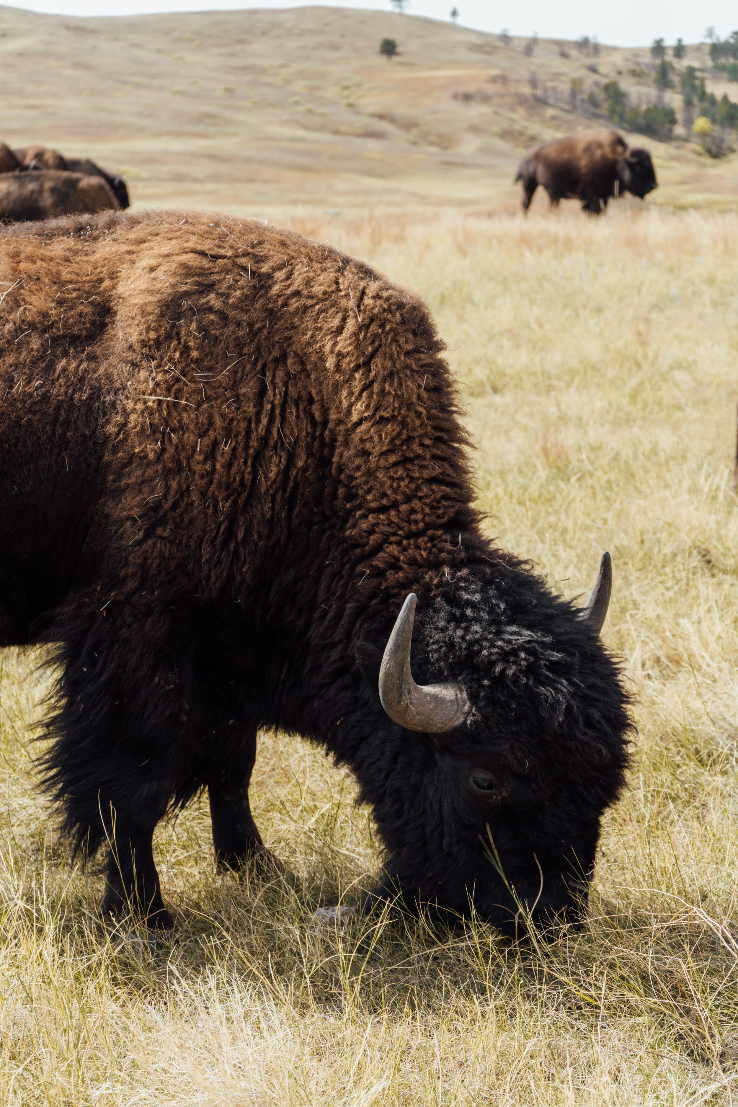 Custer State Park Buffalo Roundup