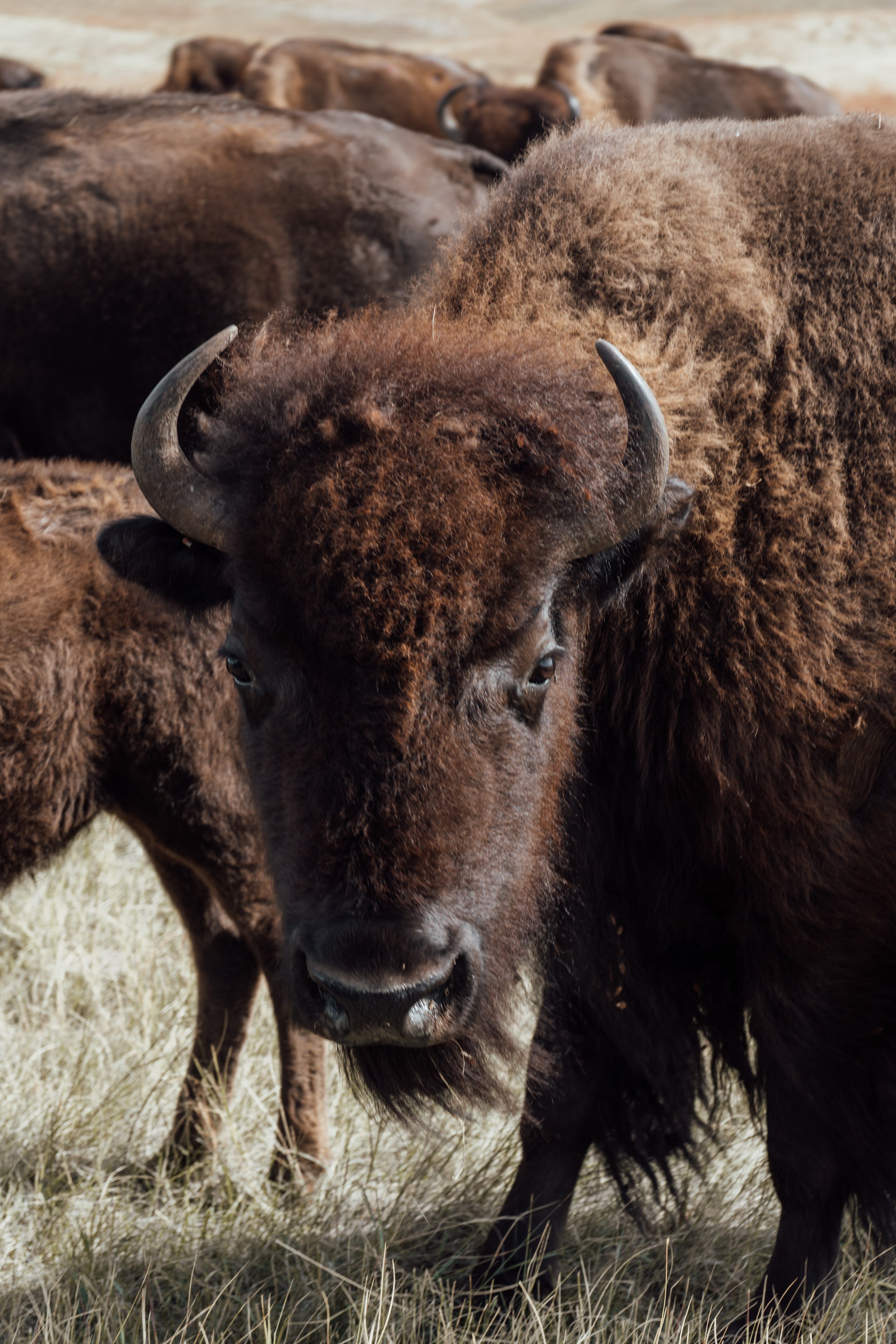 Bison at the Custer State Park Buffalo Roundup