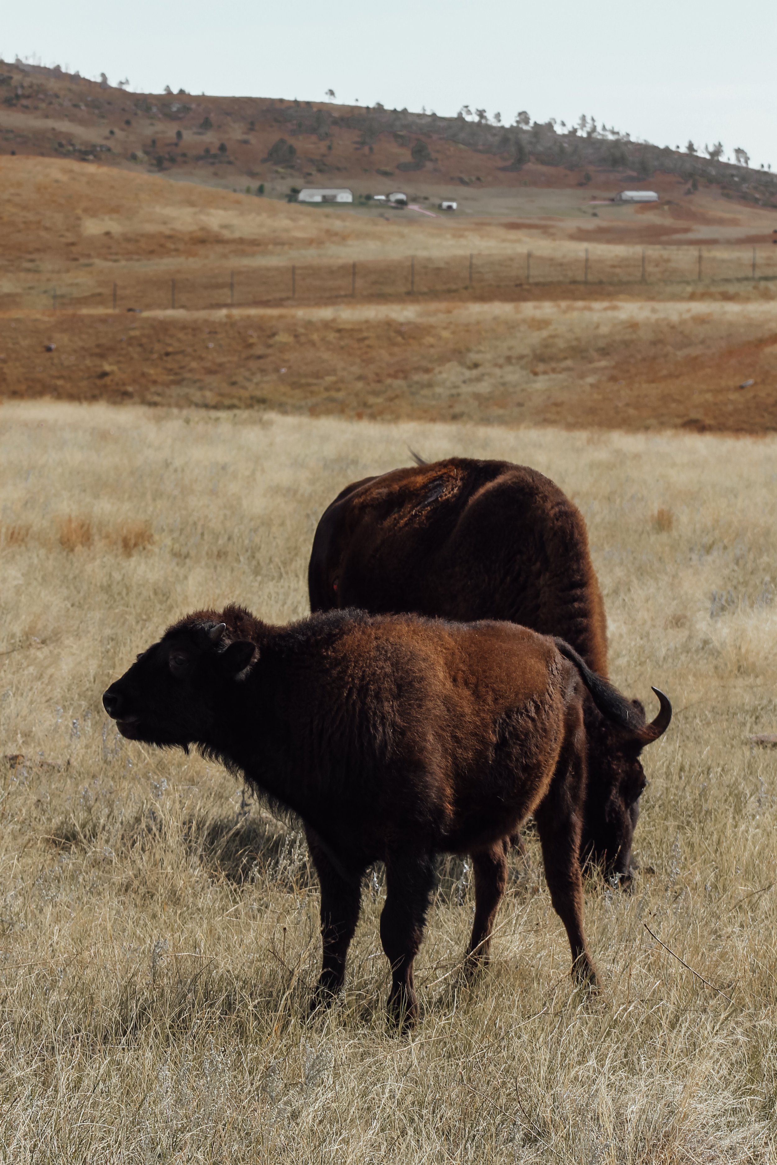 a mother and their calf buffalo