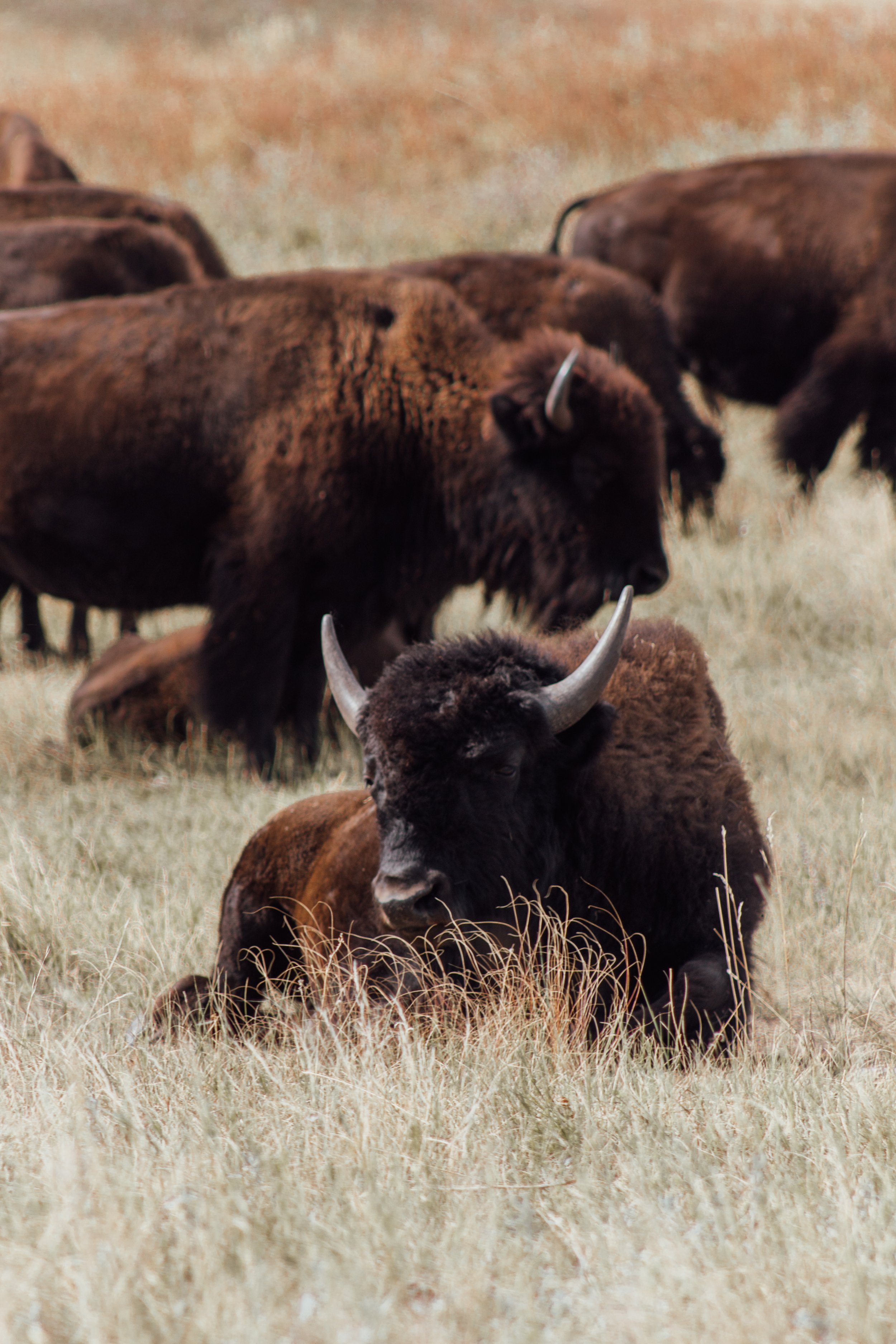 a herd of buffalo in Custer State Park