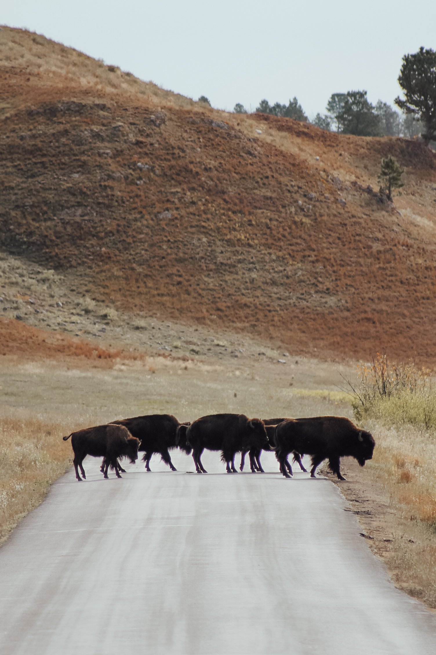 buffalo on the road at Custer State Park