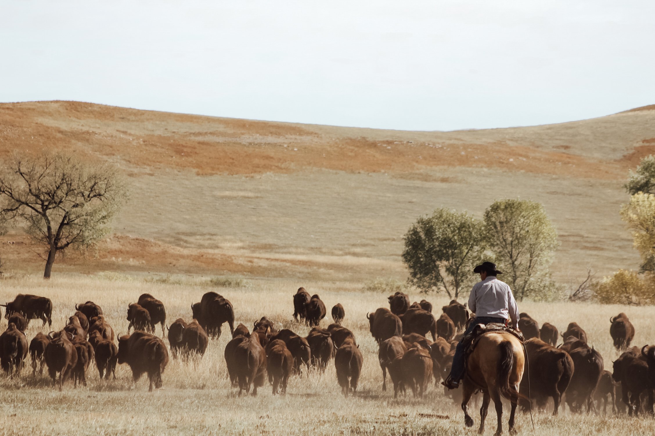 cowboy herding buffalo at Custer State Park