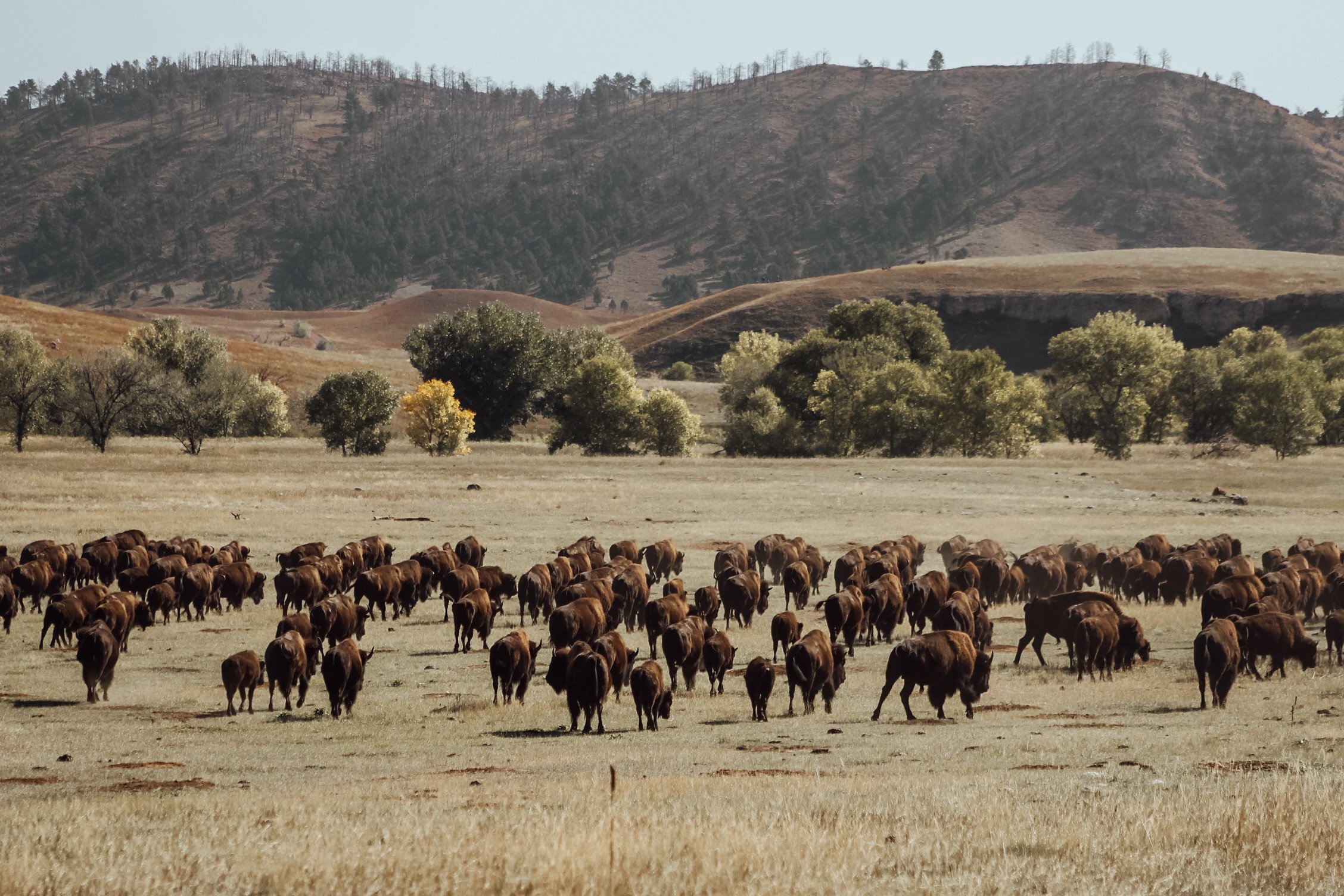 hundreds of buffalo in the field, Custer State Park