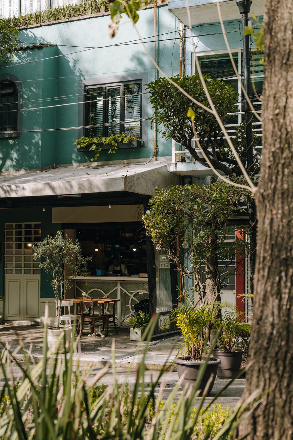 streets of Roma, Mexico City