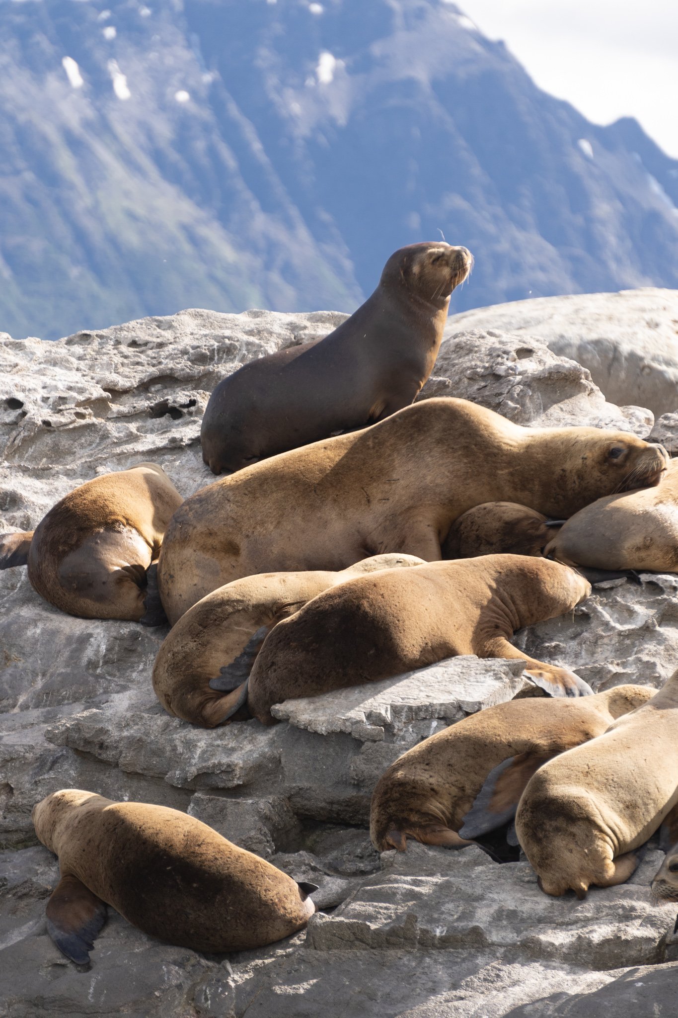 sea lion on the Beagle Channel Cruise