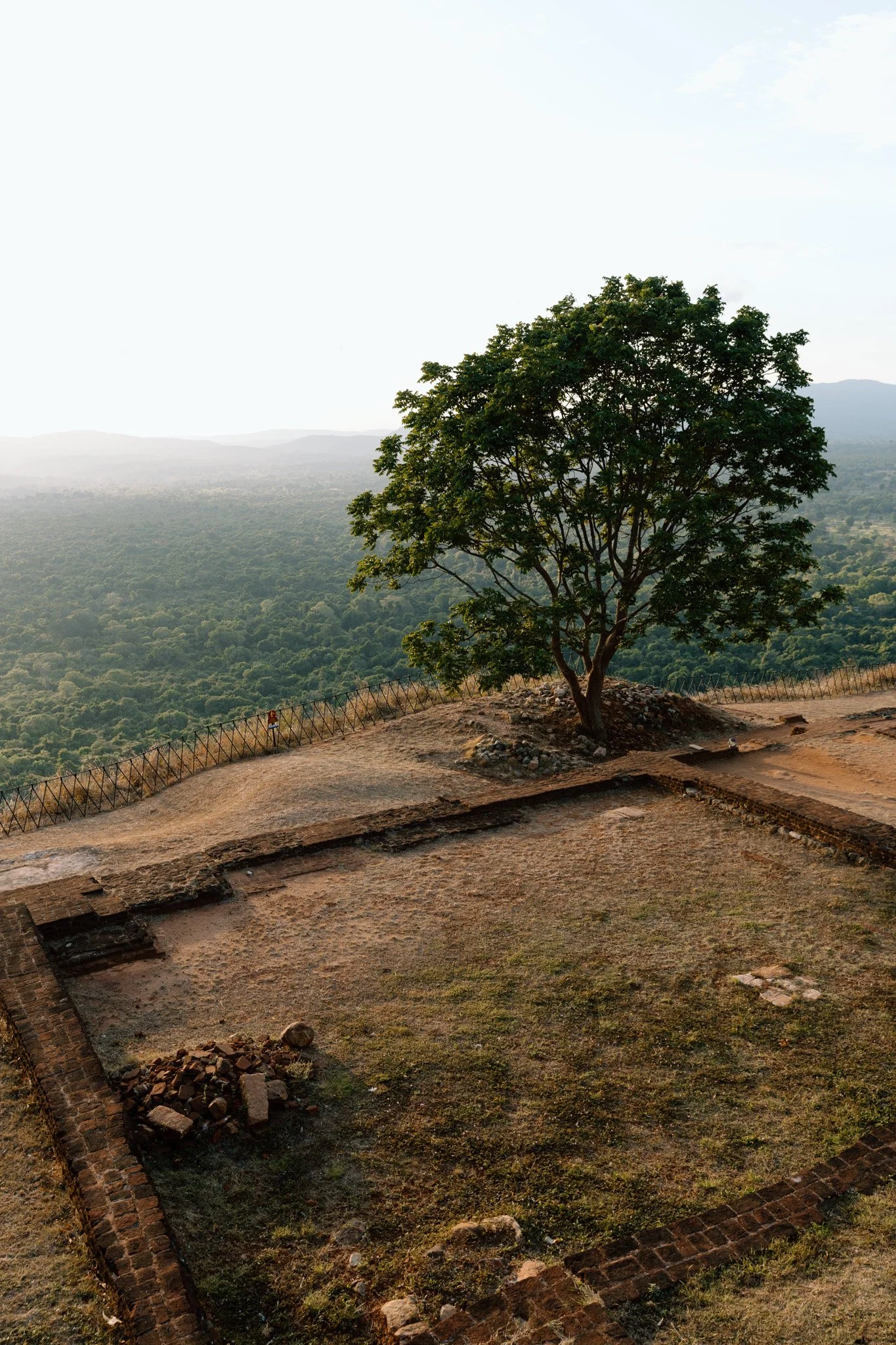 Tree at the top of Sigiriya Rock