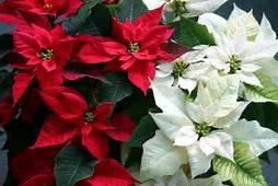 pointsettias.jpeg