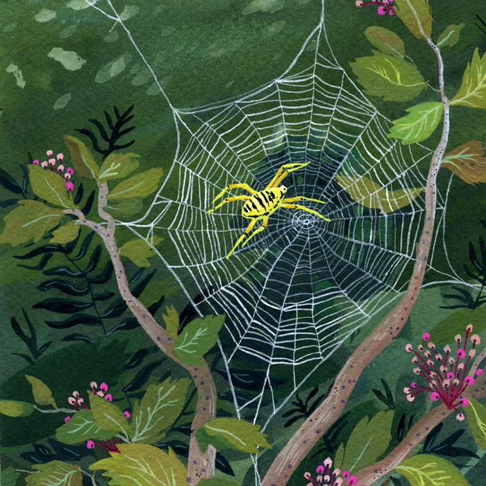 spider.jpg