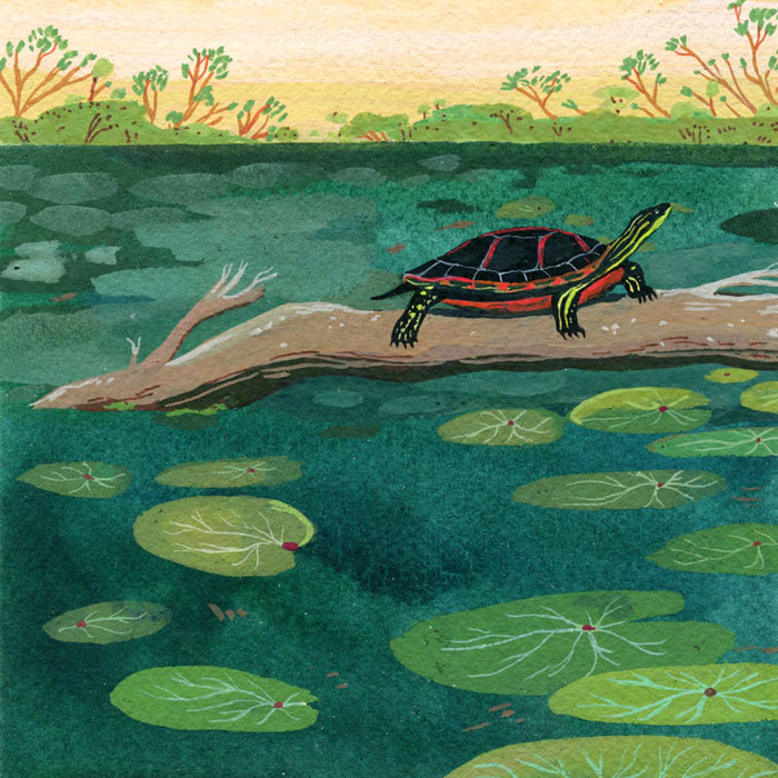 turtle.jpg