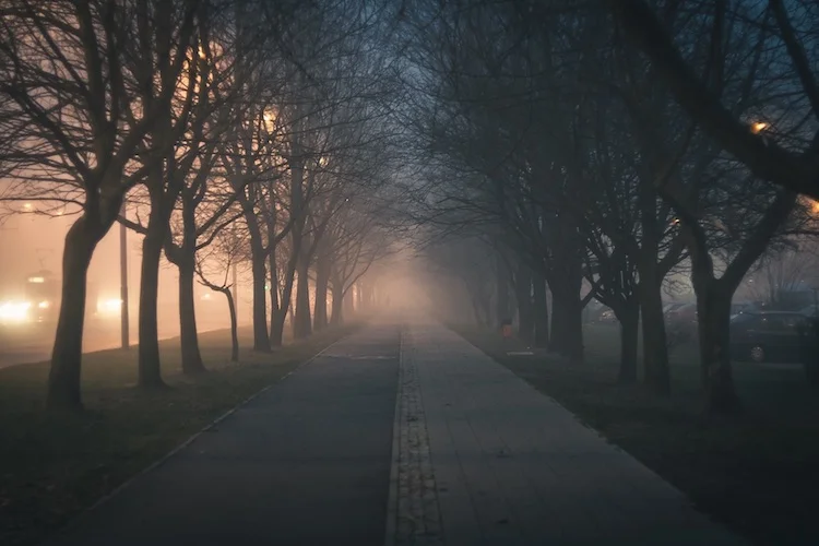 Road Amidst Bare Trees_blog.jpg