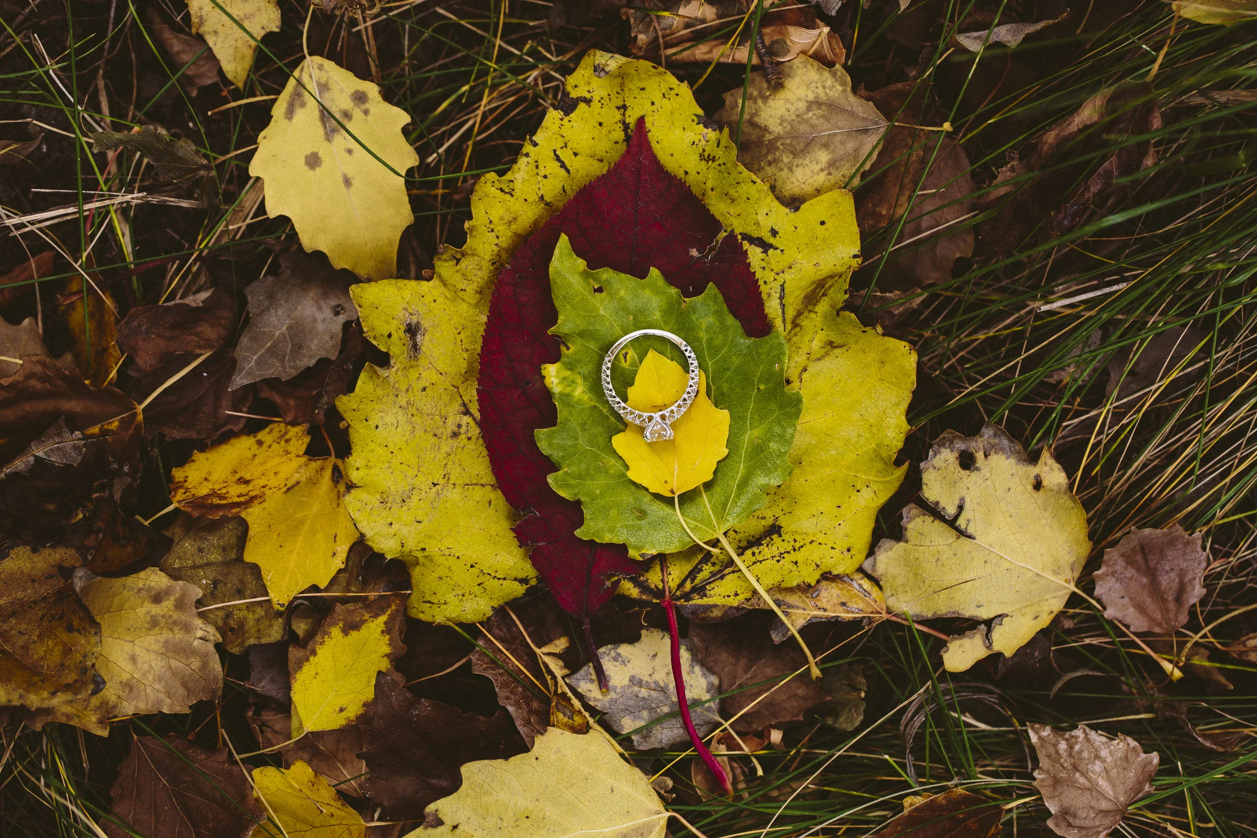 Leaves.jpg