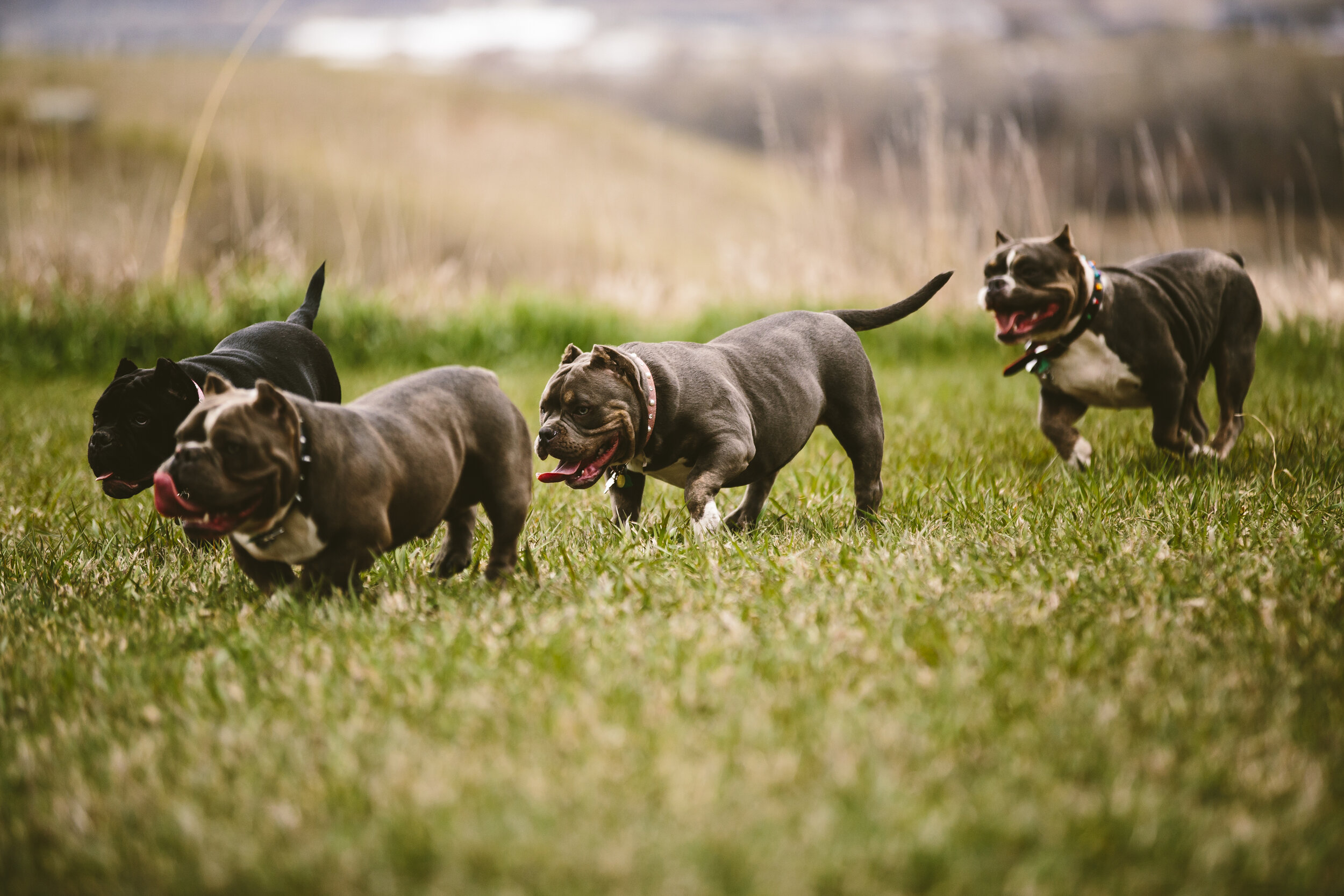 Bully5-05-19-7.jpg