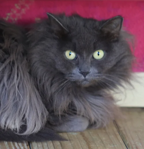 Cosmella - Fostered