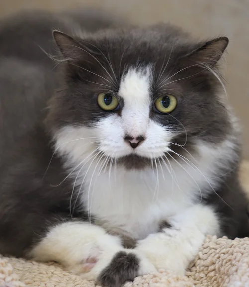 Charity - Fostered 