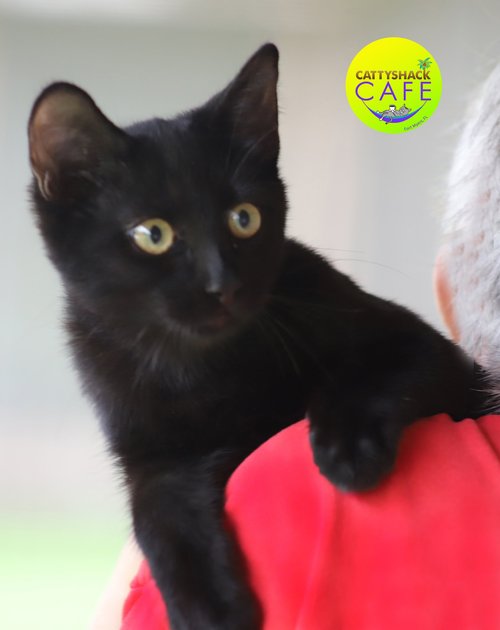 Ghost Rider - CSC - Adop Pending (112225)