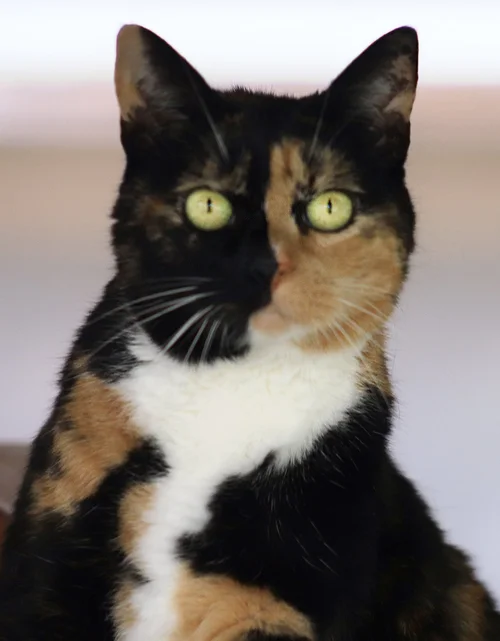 Bonnie