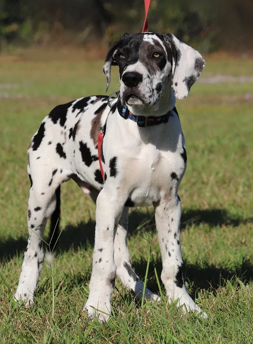 Merlin - Adop Pending (121125)