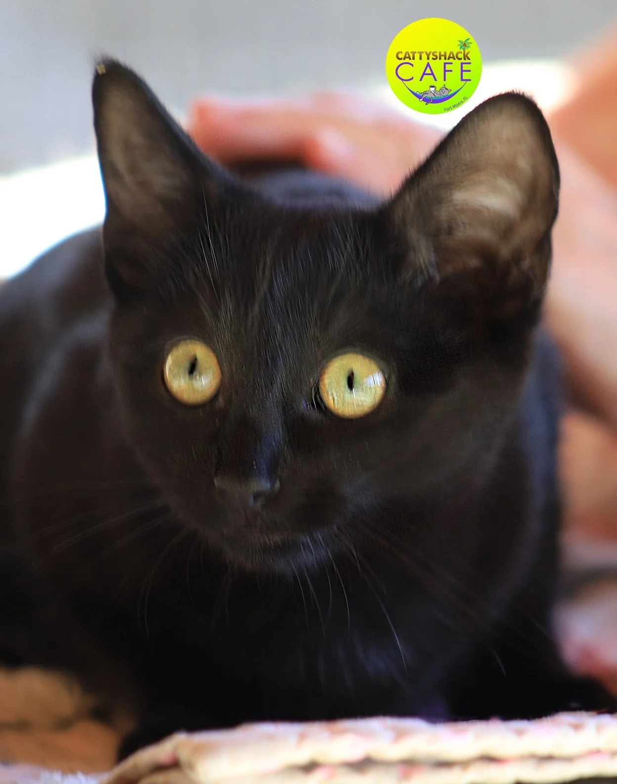 Gomez - CSC Back at ARC