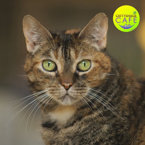 Sweetness - CSC - Adop Pending (22826)