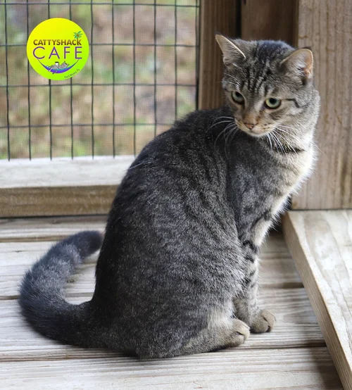 Lunara - CSC - Adop Pending (32426)