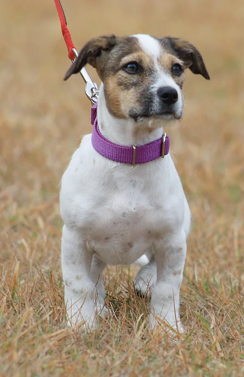 Skittles - Adop Pending (3426)