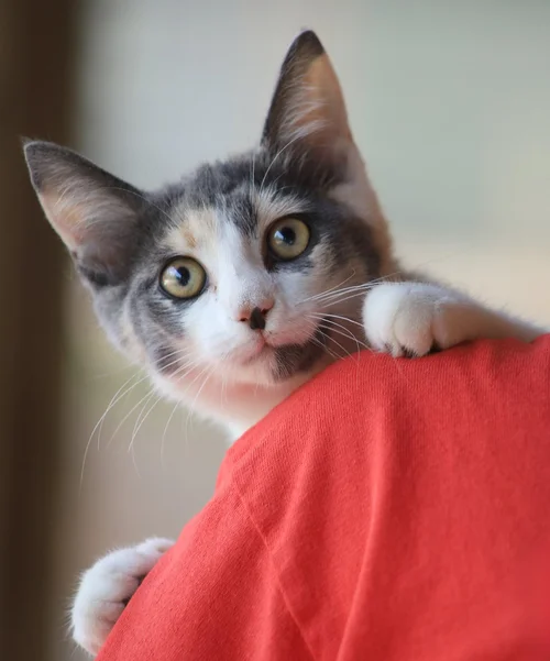 Cranberry - Adop Pending (3726)