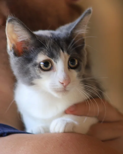 Applesauce - Adop Pending (31026)