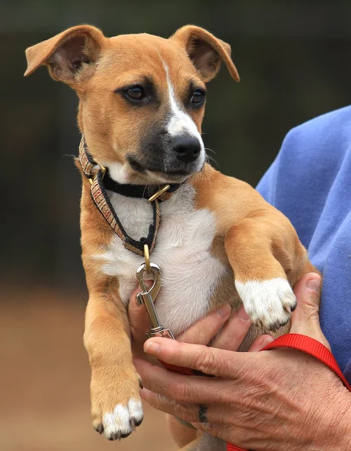 Gumdrop - Adop Pending (3426)