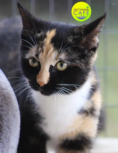 Taylor - CSC  - Adop Pending (32426)