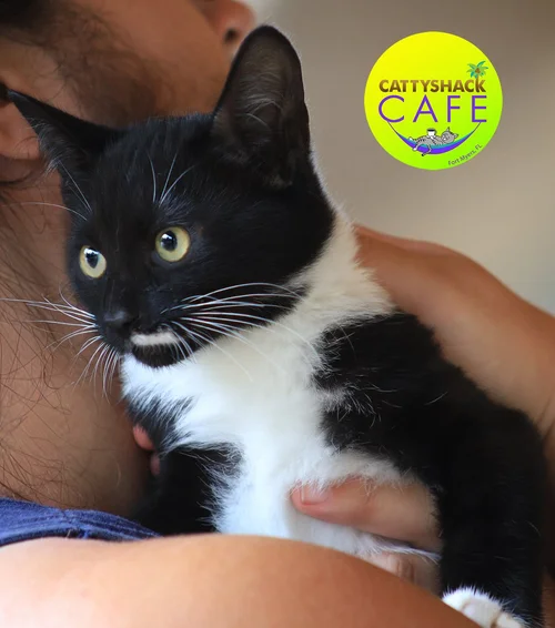 Bruno - CSC - Adop Pending (32426)