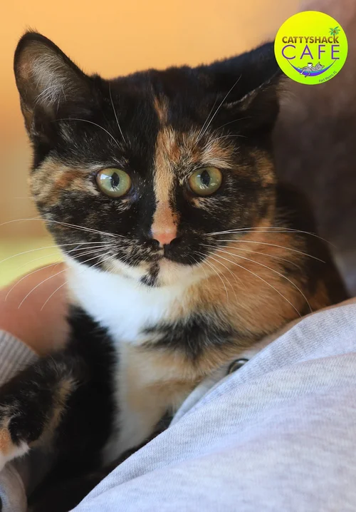 Adele - CSC - Adop Pending (31626)