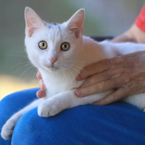 Umlaut - Adop Pending (31926)