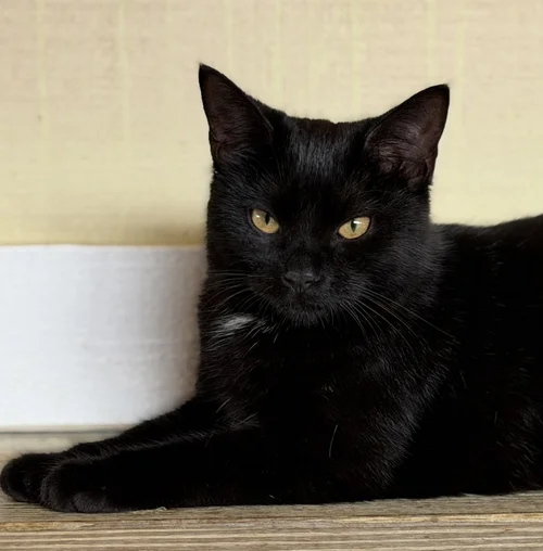 Bellatrix - Adop Pending (32126)