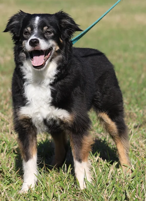 Lulu Belle - foster to adopt (41626)