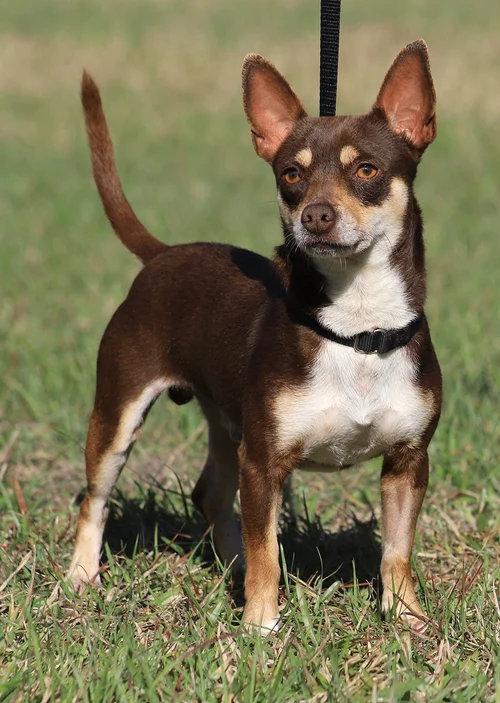 Uno - Med Hold - HW Treatment