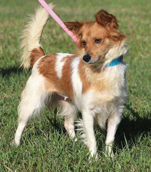 Checkers - Adop Pending (42826)