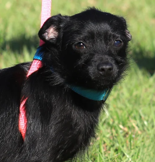 Bingo - Med Hold - HW Treatment