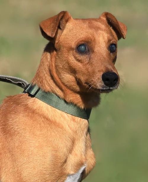 Dixon - Med Hold - HW Treatment