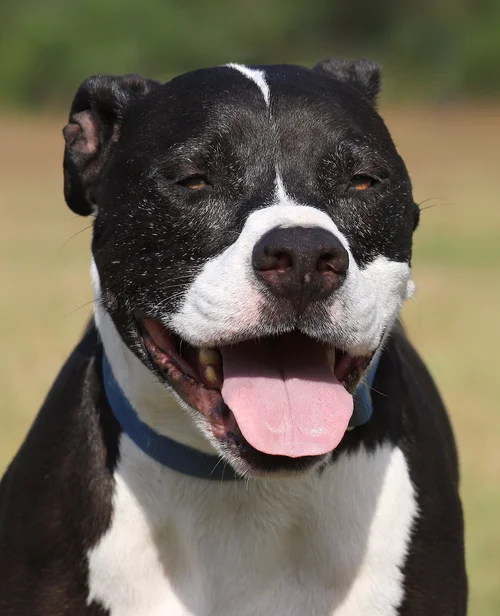 Tarzan - Multi Year Resident