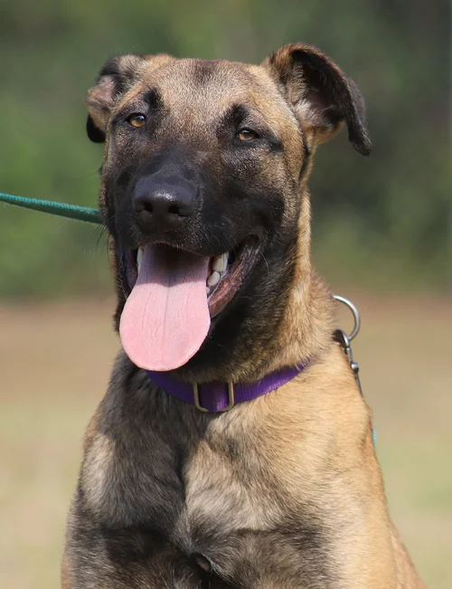 Kira