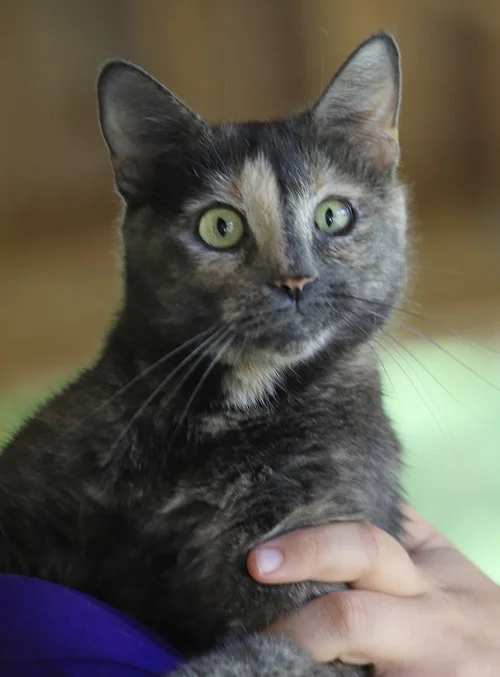 Willow