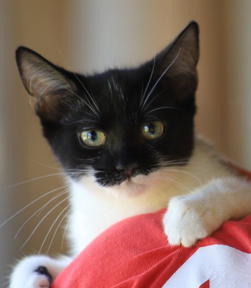 Petunia - Adop Pending (71026)