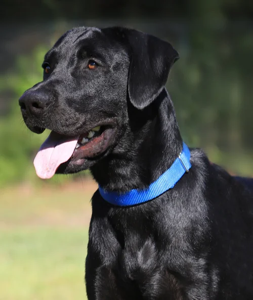 Ruger
